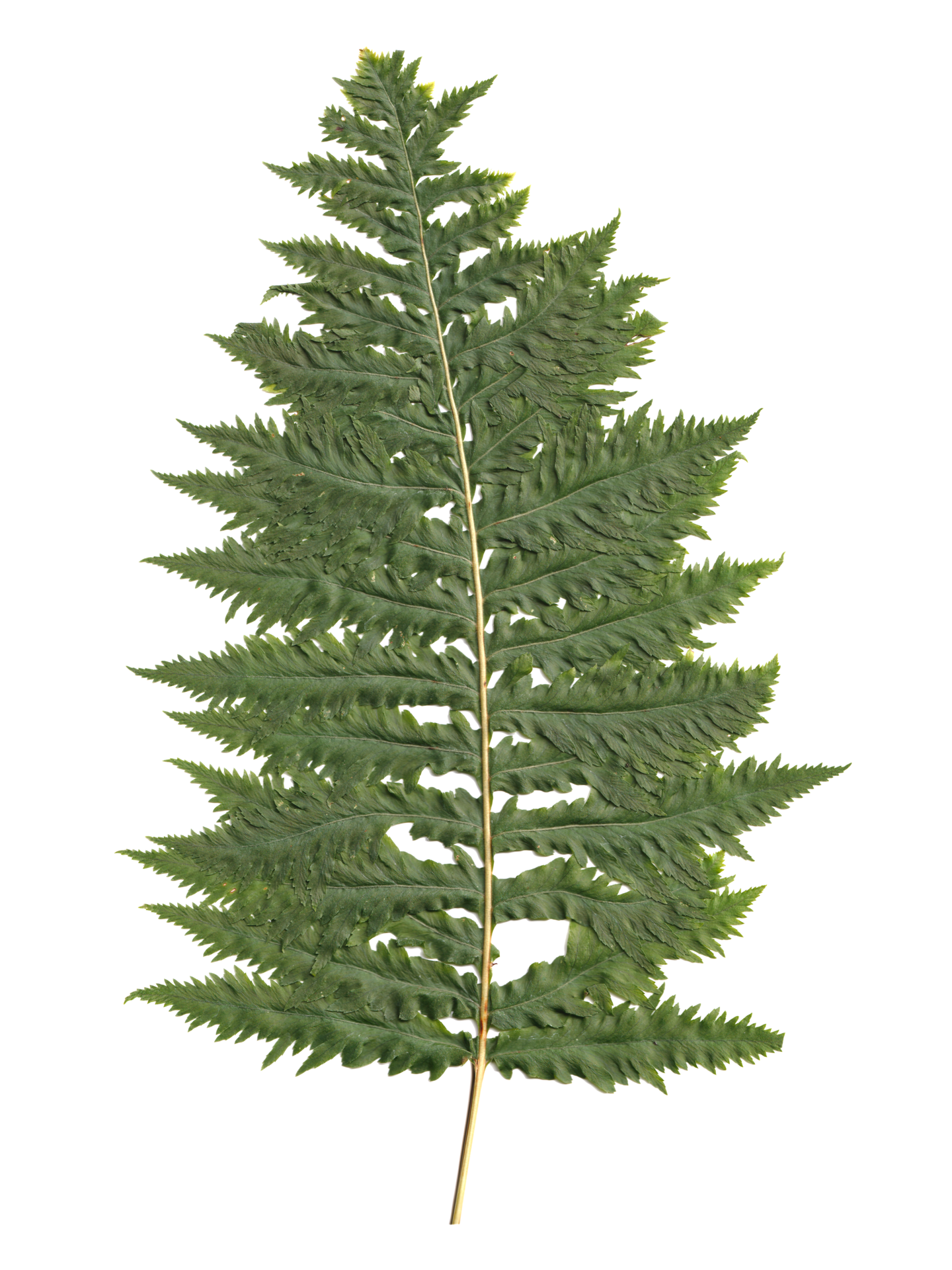 Polypodium 'Sarah Lyman'-Détail-002.png