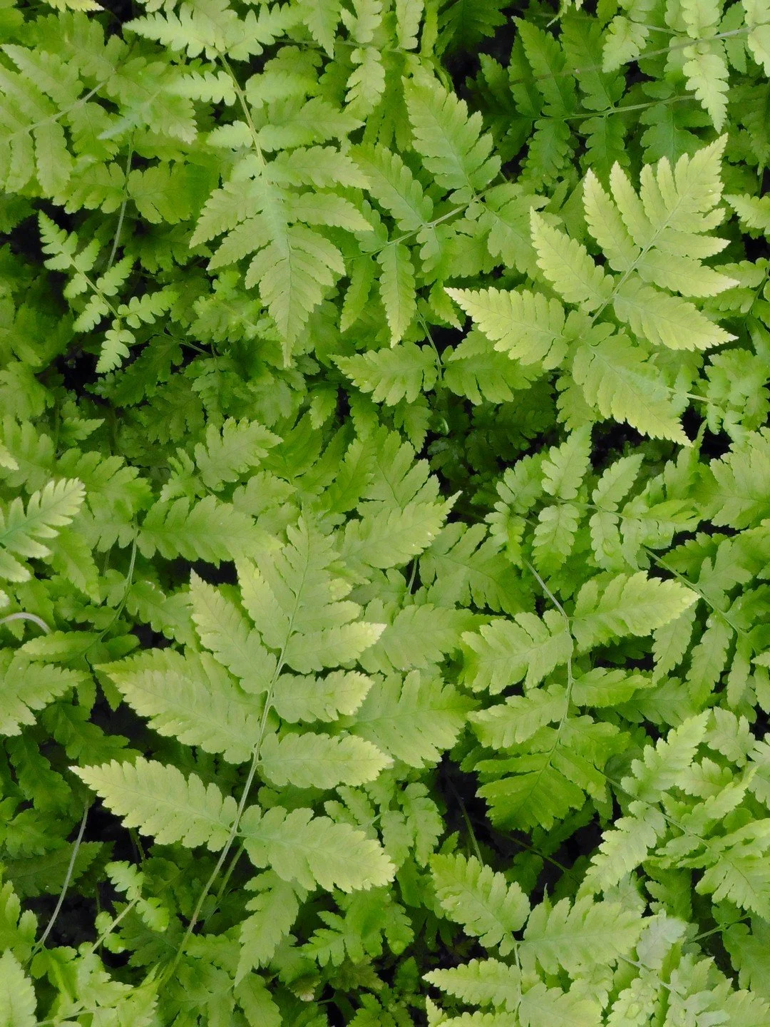 Dryopteris goldieana