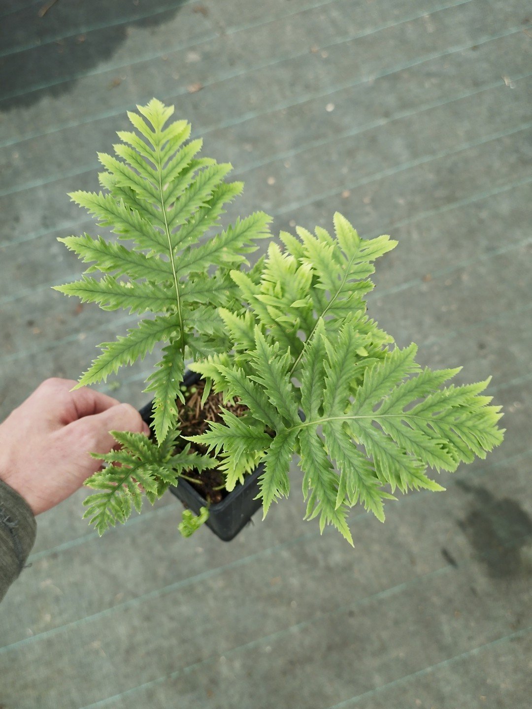 Polypodium cambricum 'Cambrian Richard Kayse'-Godet de 9 cm-001.jpg