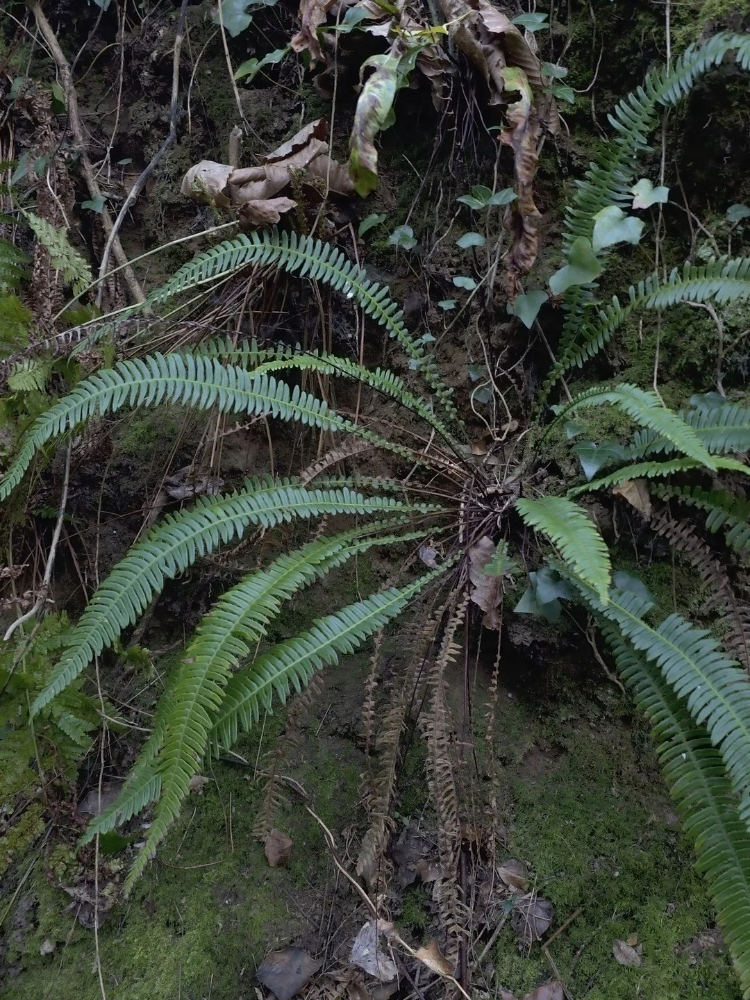 Struthiopteris spicant-Habitat-001.jpg