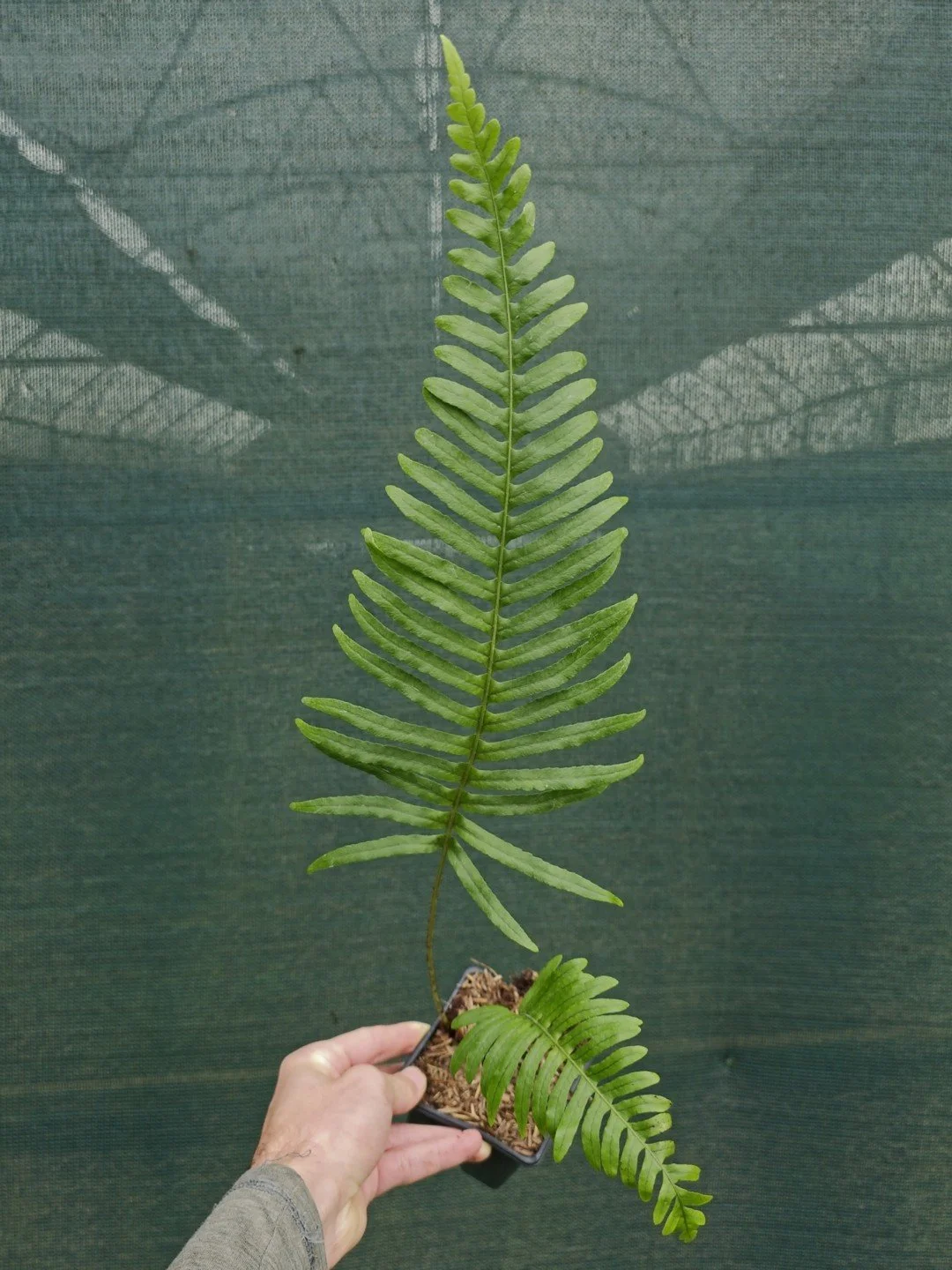 Polypodium glycyrrhiza × scouleri-Godet de 9 cm-001.jpg