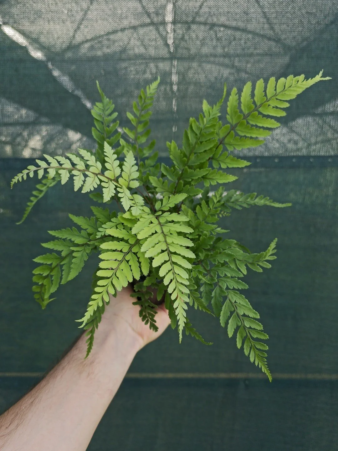 Athyrium otophorum-Godet de 9 cm-001.jpg
