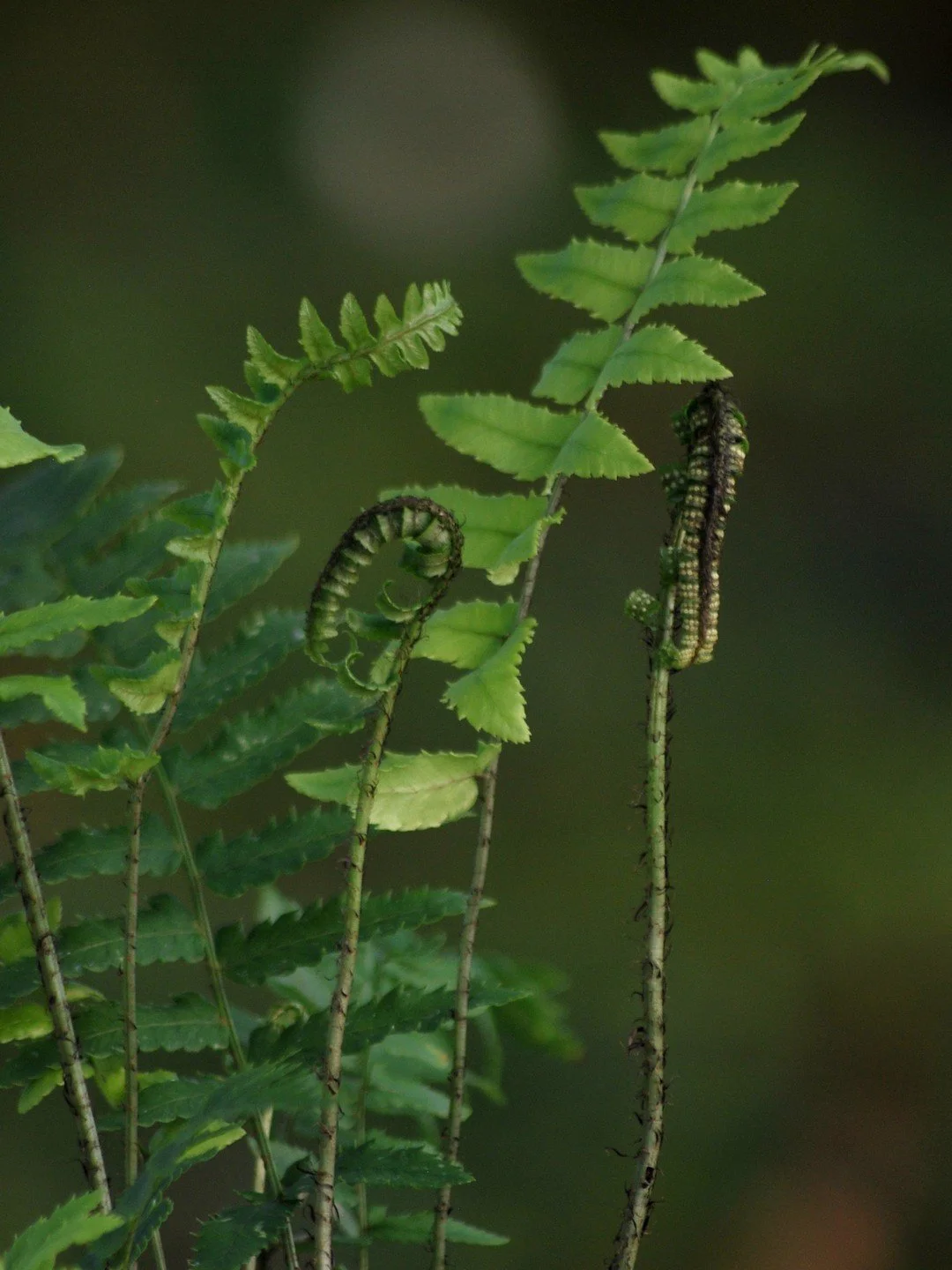 Dryopteris cycadina-Détail-001.JPG