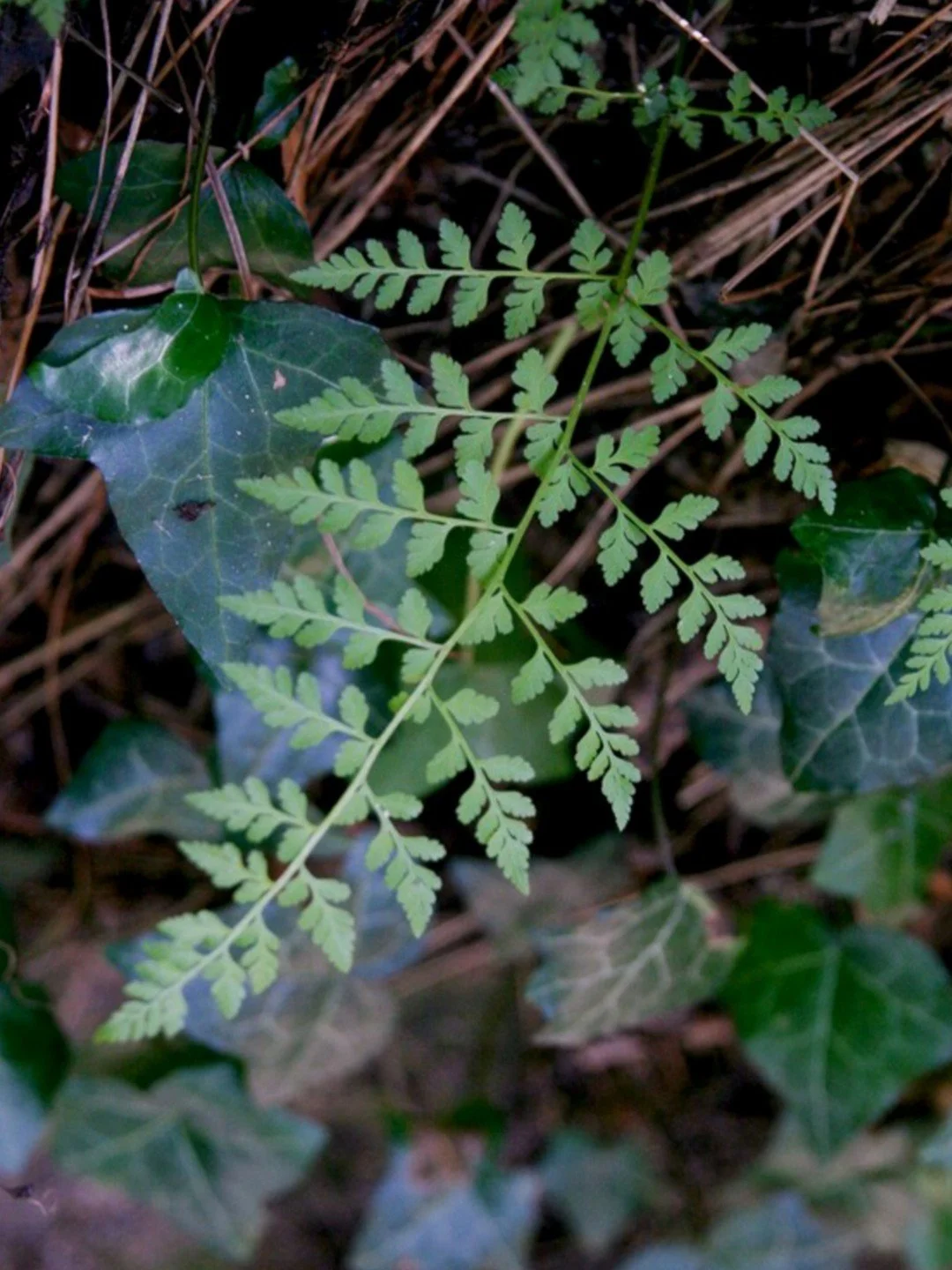 Cystopteris fragilis