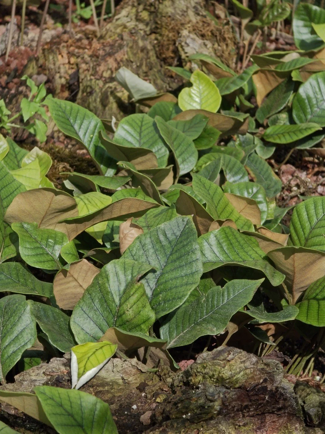 Pyrrosia lingua 'Chinese Hardy'