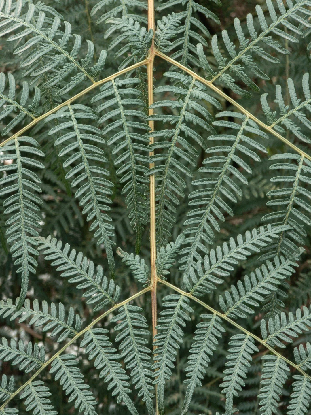 Pteridium esculentum-Détail-002.jpg