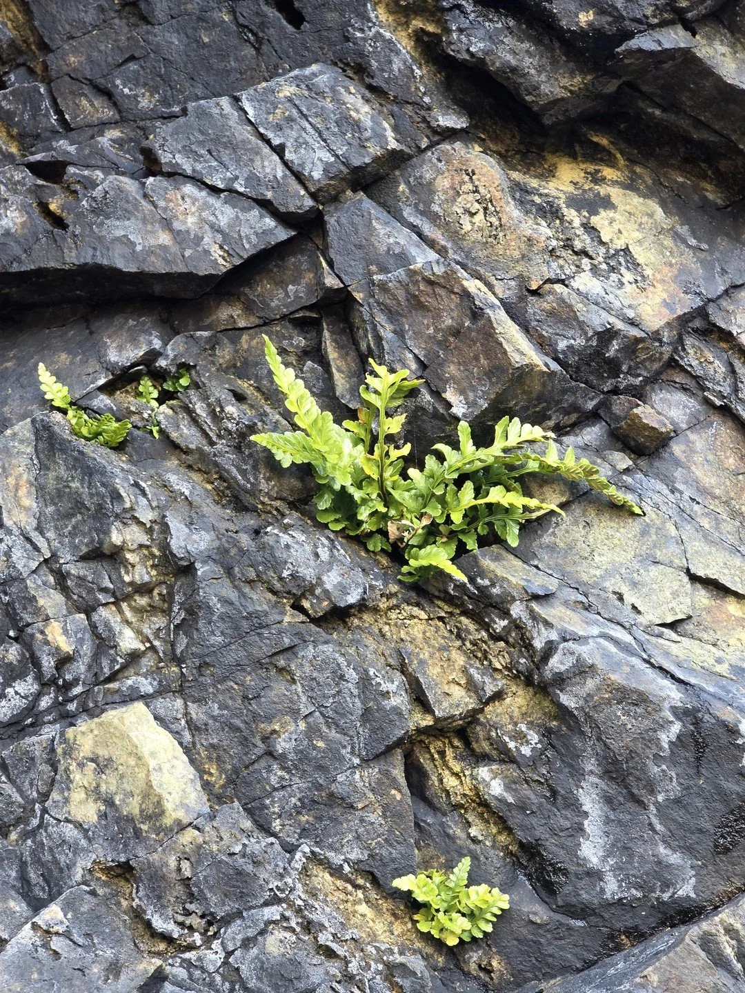 Asplenium marinum-Habitat-001.jpg