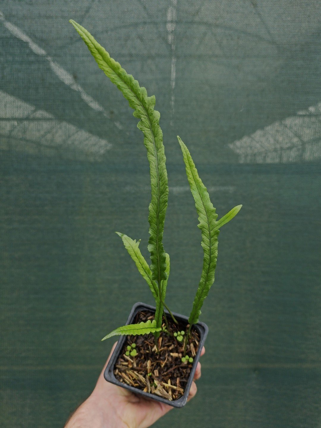Polypodium cambricum 'Macrostachyon Lineare'-Godet de 9 cm-001.jpg