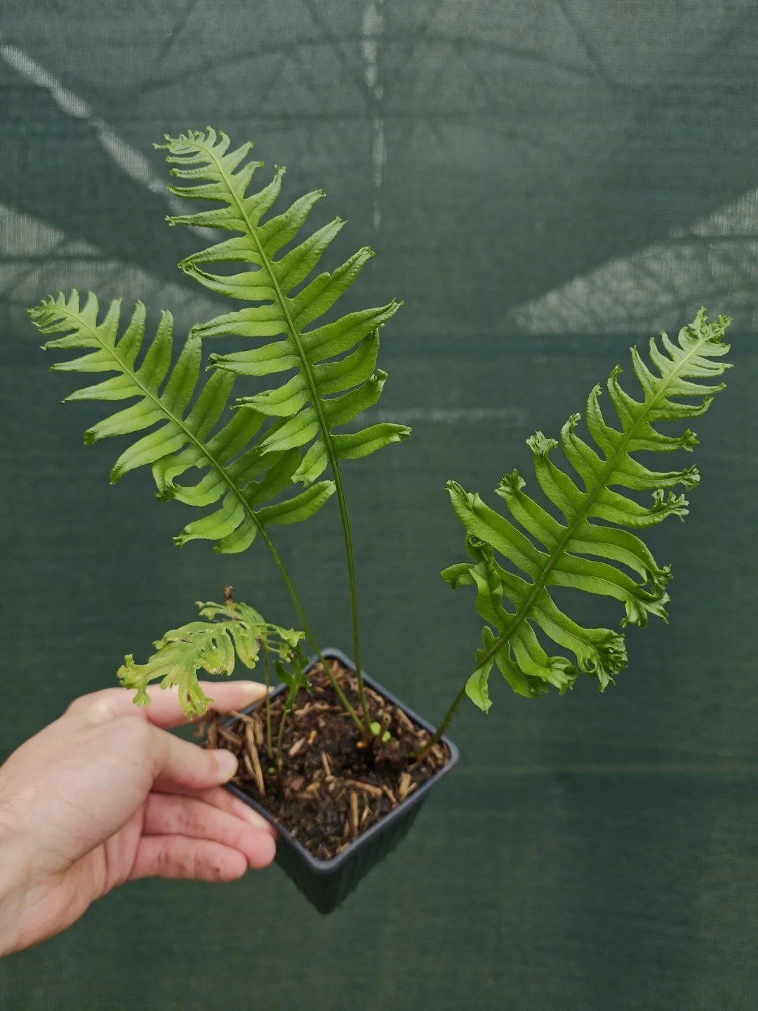 Polypodium cambricum 'Grandiceps Fox'-Godet de 9 cm-001.jpg