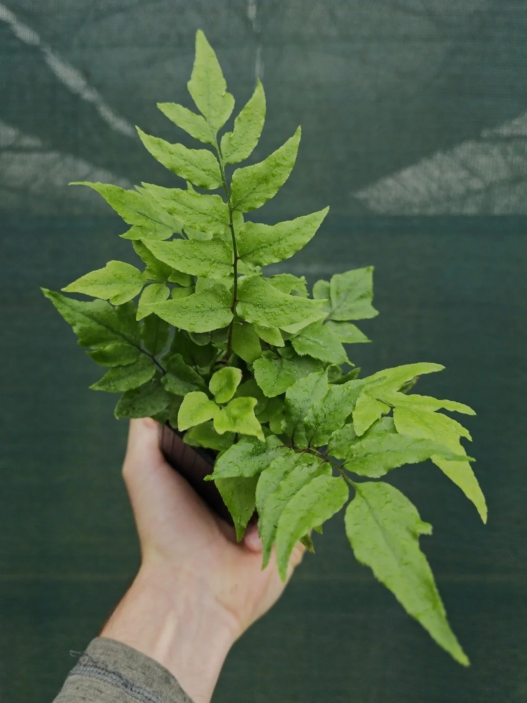 Cyrtomium fortunei-Godet de 9 cm-001.jpg