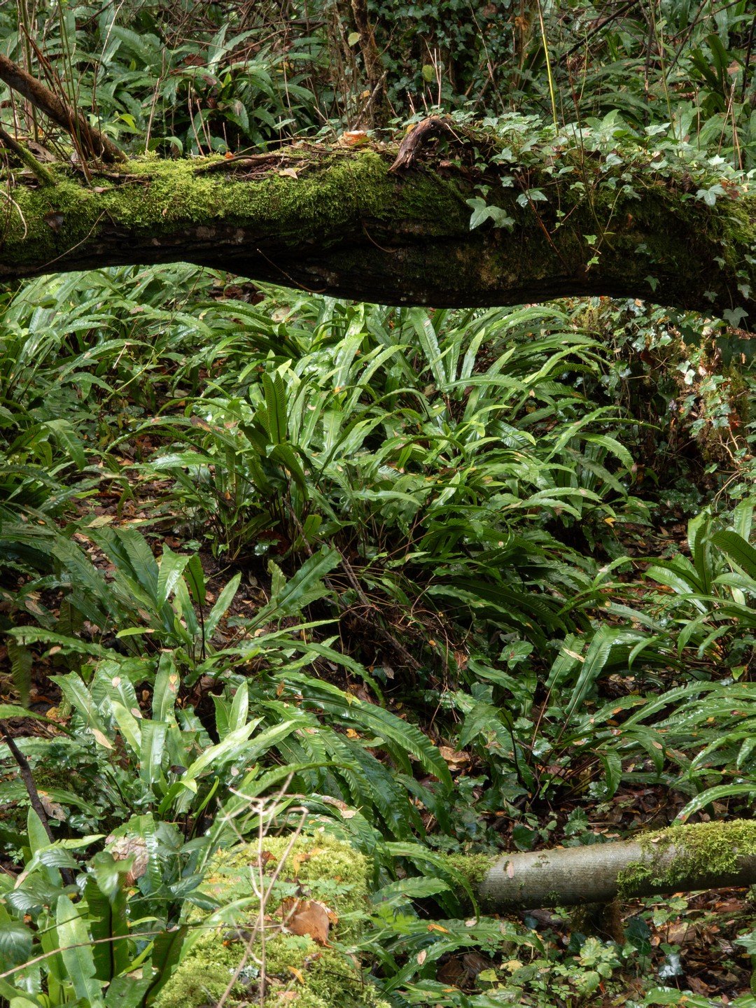 Asplenium scolopendrium-Habitat-002.jpg