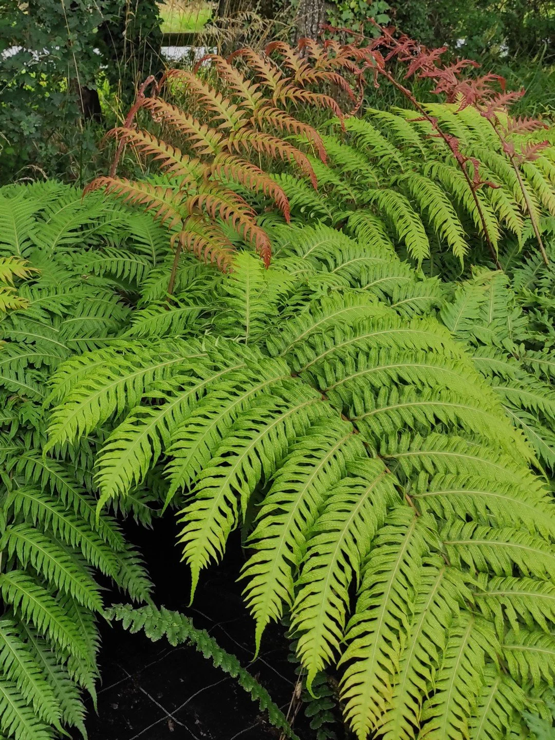 Woodwardia unigemmata-Détail-001.jpg