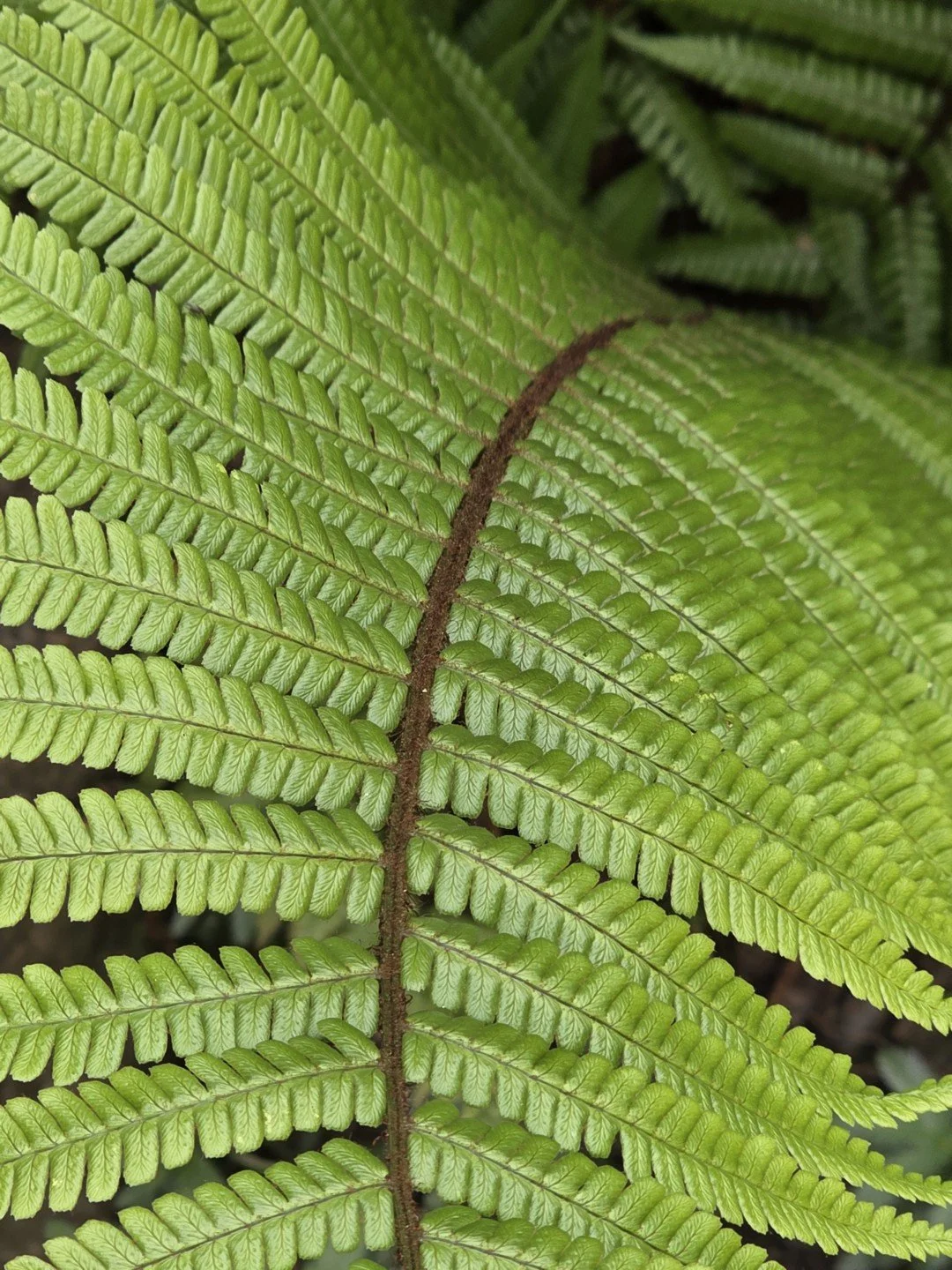 Dryopteris wallichiana-Détail-002.jpg