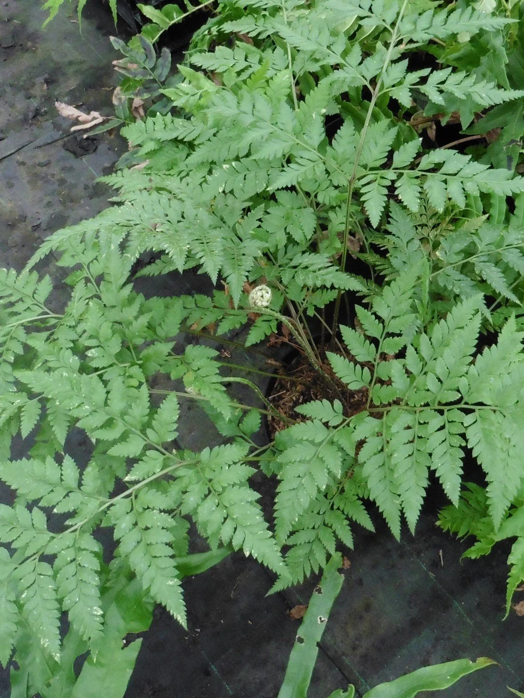 Rumohra adiantiformis (forme australienne)-Détail-001.JPG