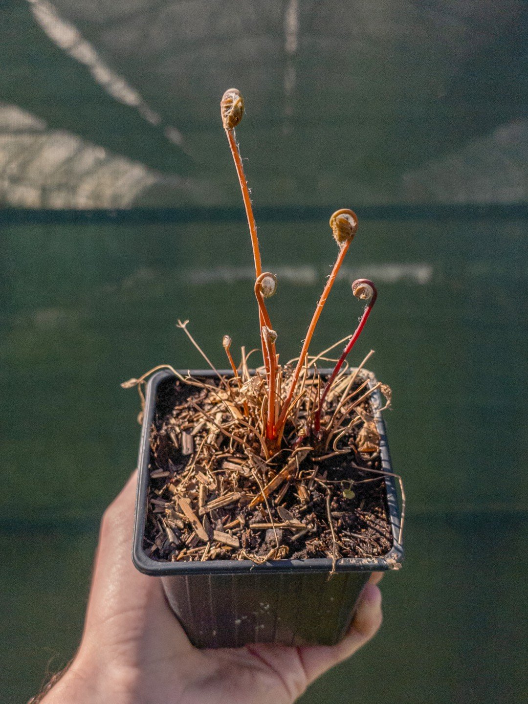 Osmunda regalis 'Purpurascens'-Godet de 9 cm-001.jpg