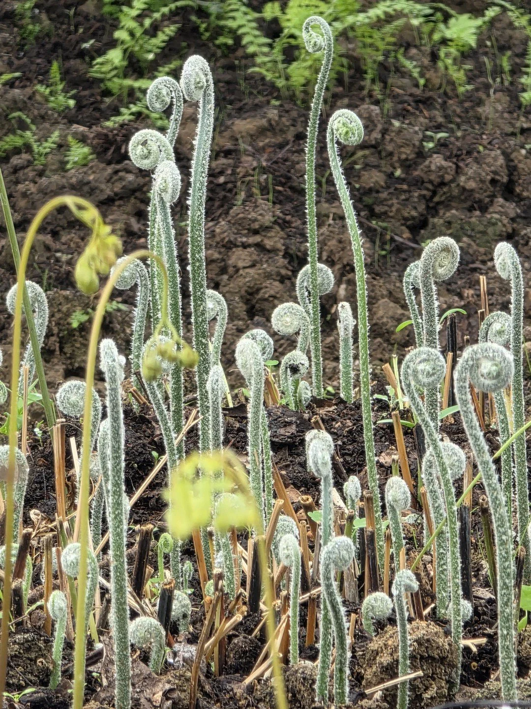 Rumohra adiantiformis (forme australienne)-Contexte-001.jpg