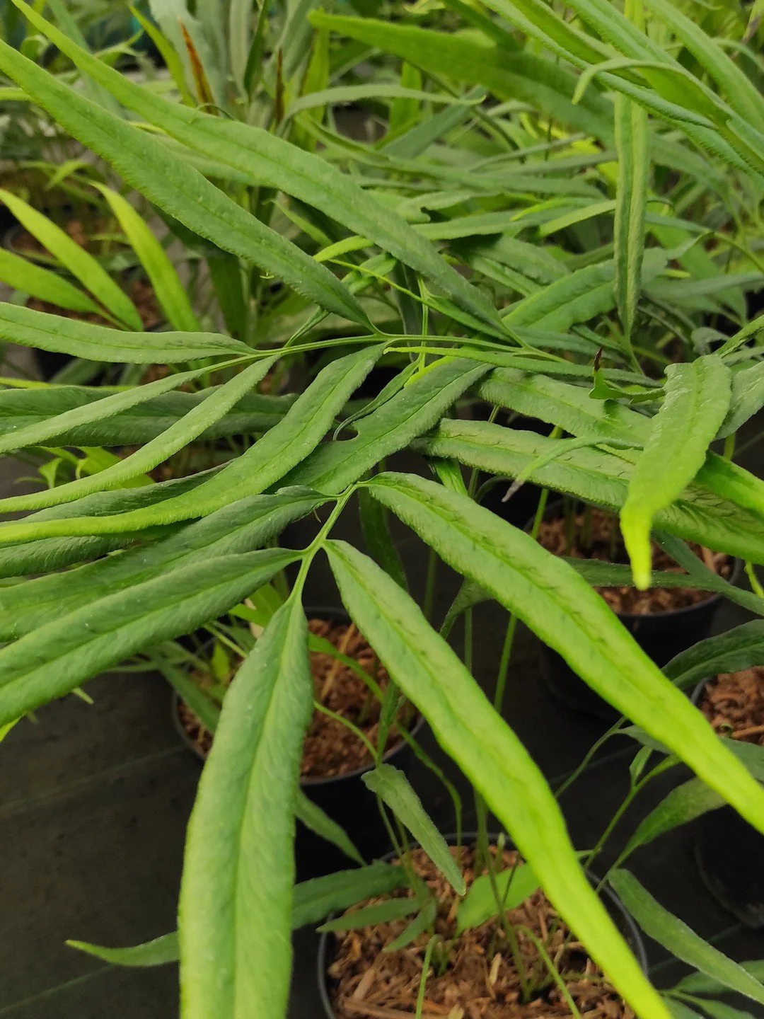 Coniogramme gracilis