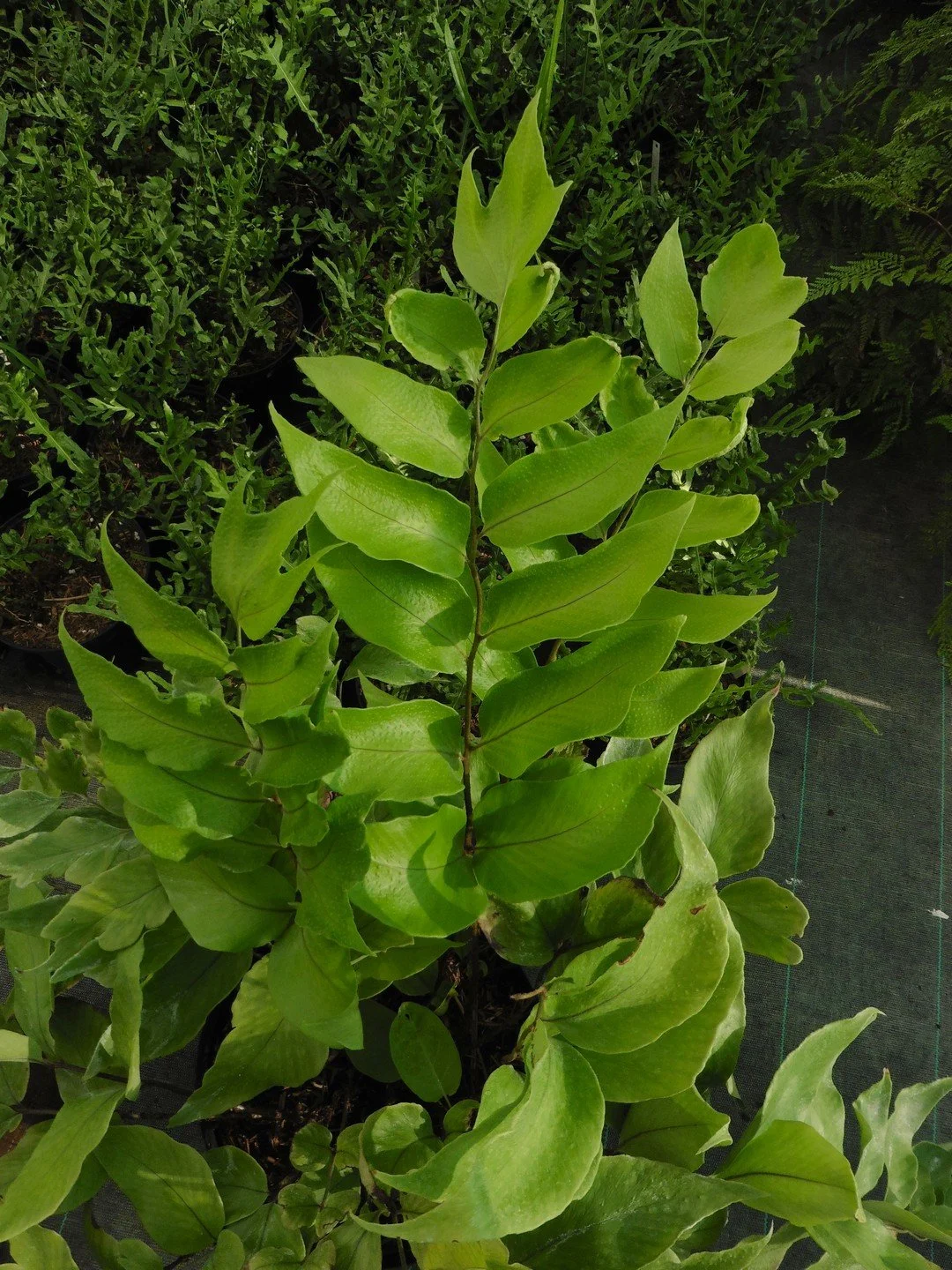 Cyrtomium macrophyllum-Détail-001.JPG