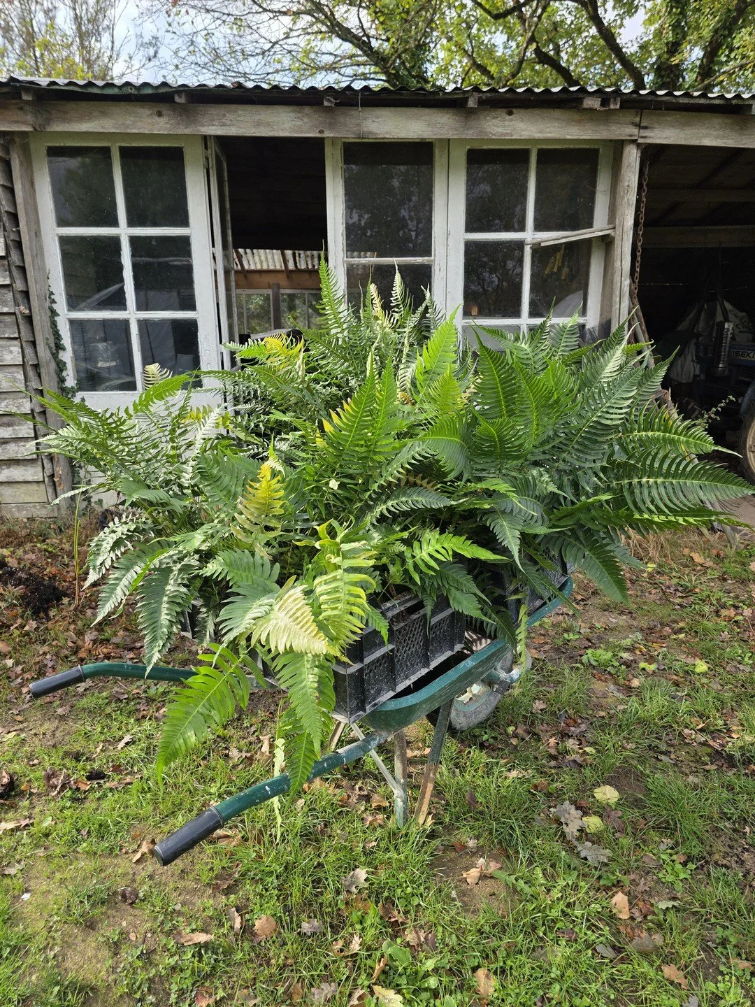 Blechnum appendiculatum-Contexte-002.jpg
