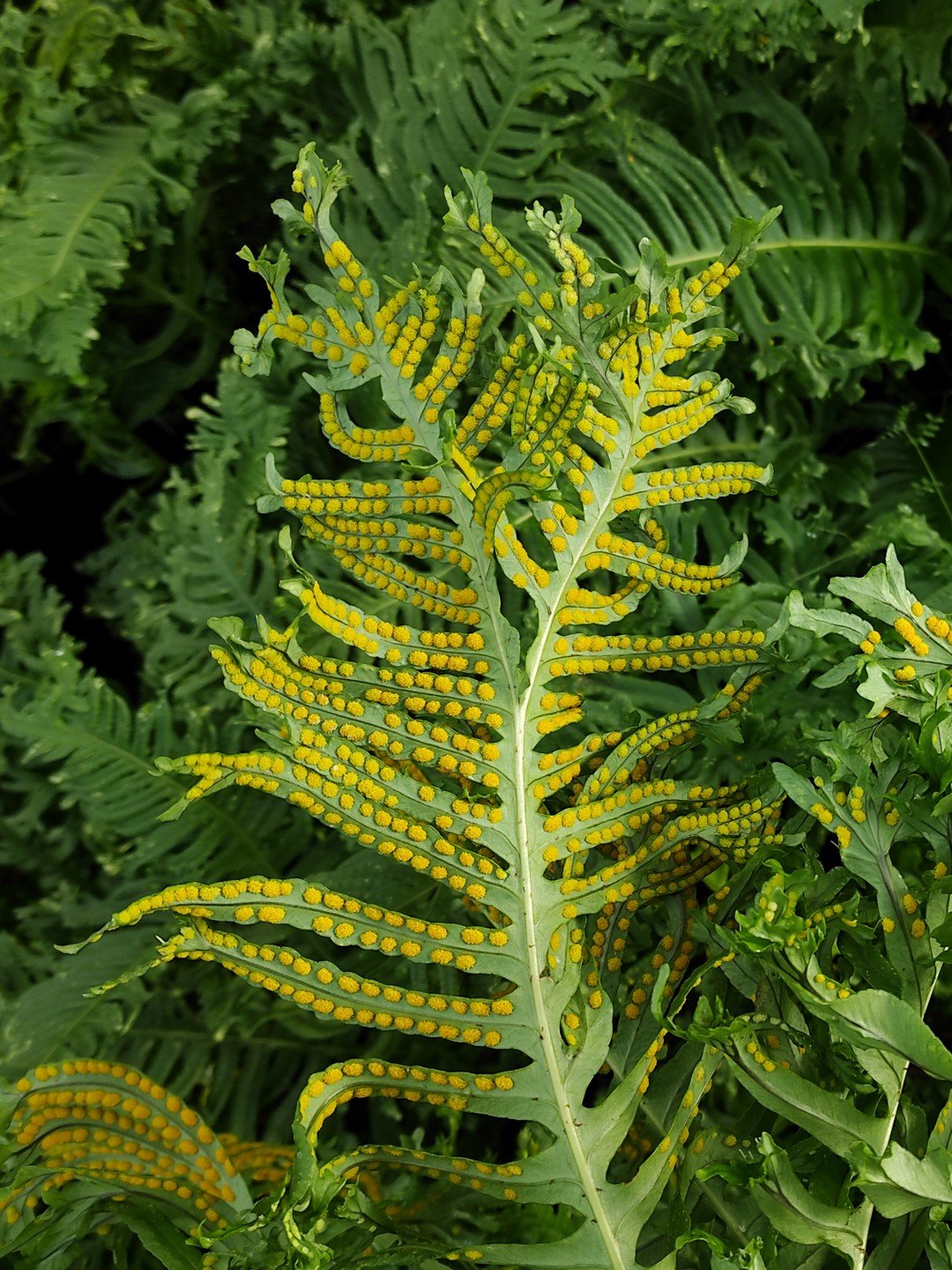 Polypodium cambricum 'Grandiceps Fox'-Détail-002.jpg