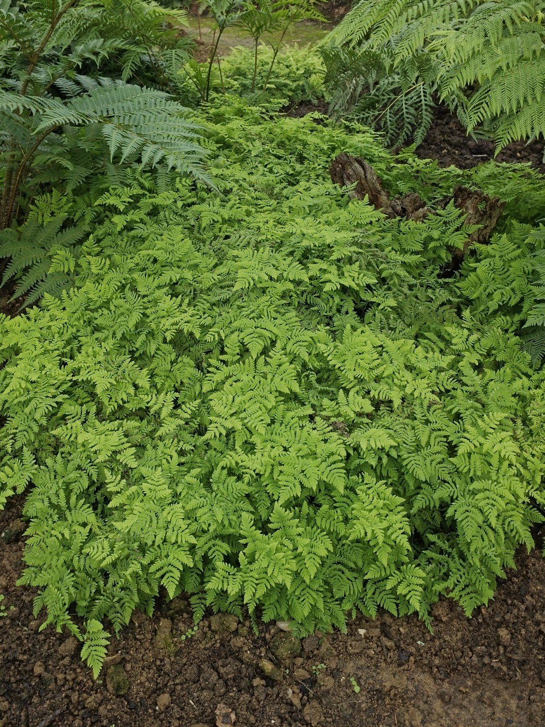 Gymnocarpium dryopteris