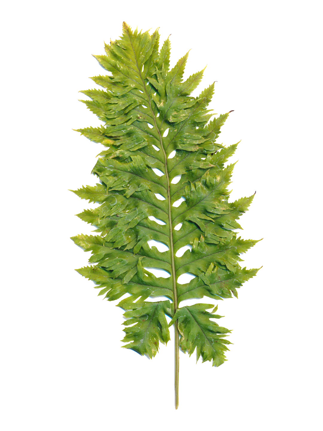 Polypodium cambricum 'Cambrian Barrowii'-Détail-001.png