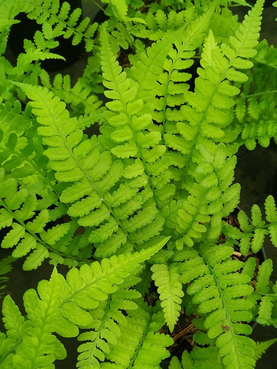 Deparia conilii-Détail-002.jpg