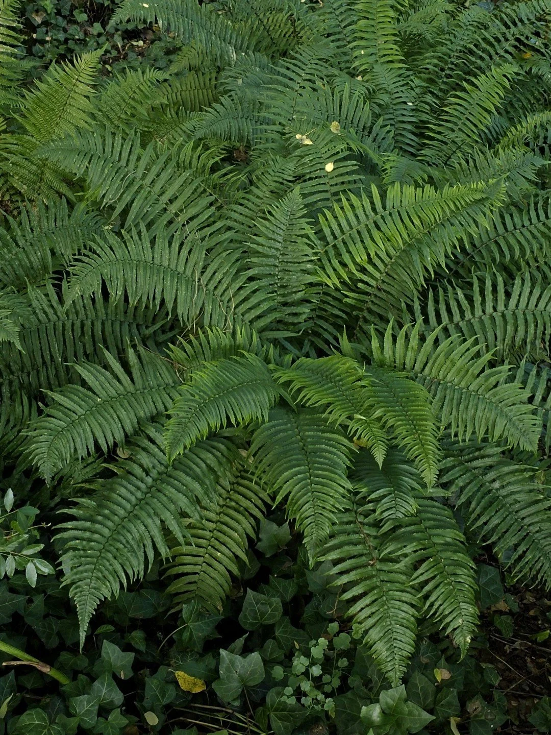 Dryopteris cycadina