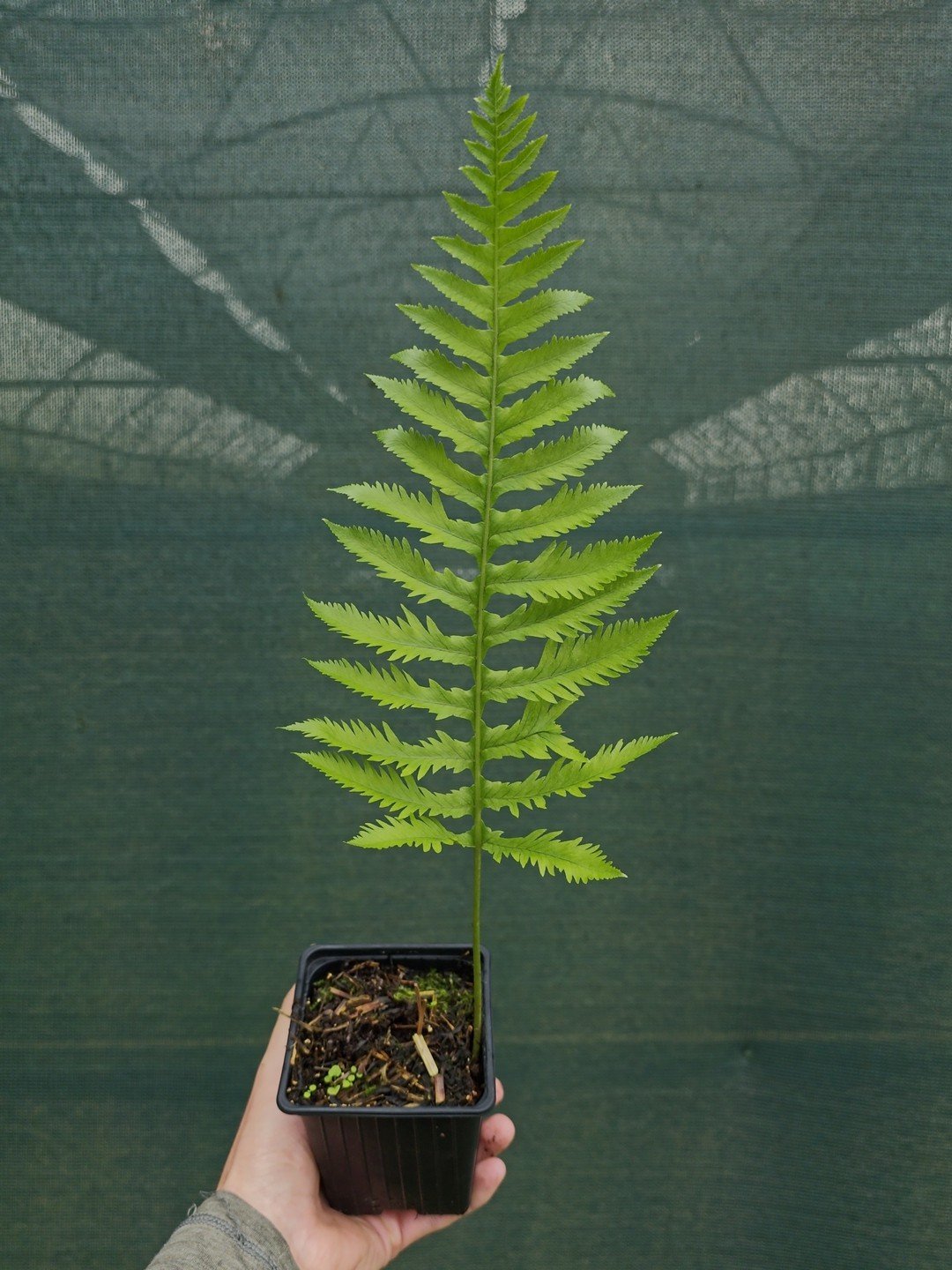 Polypodium 'Sarah Lyman'