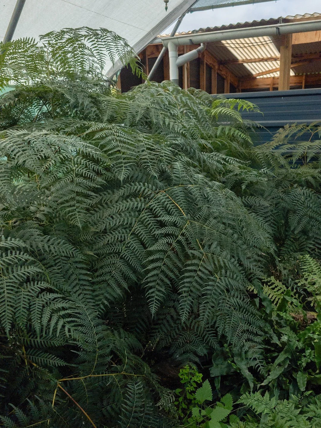 Pteridium esculentum
