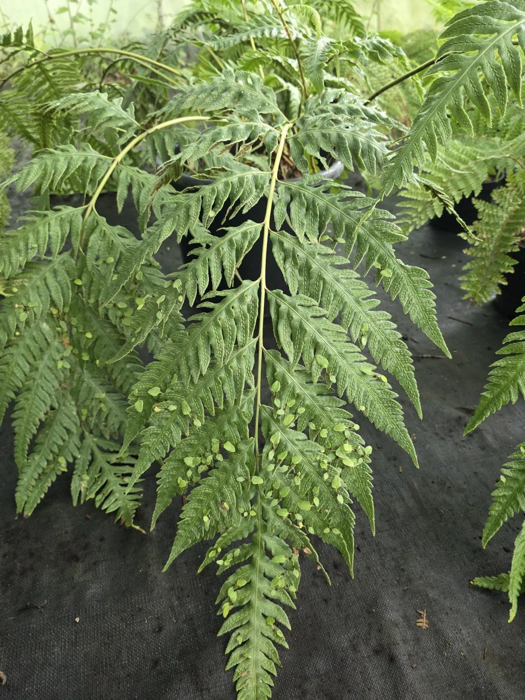 Woodwardia orientalis-Détail-002.jpg