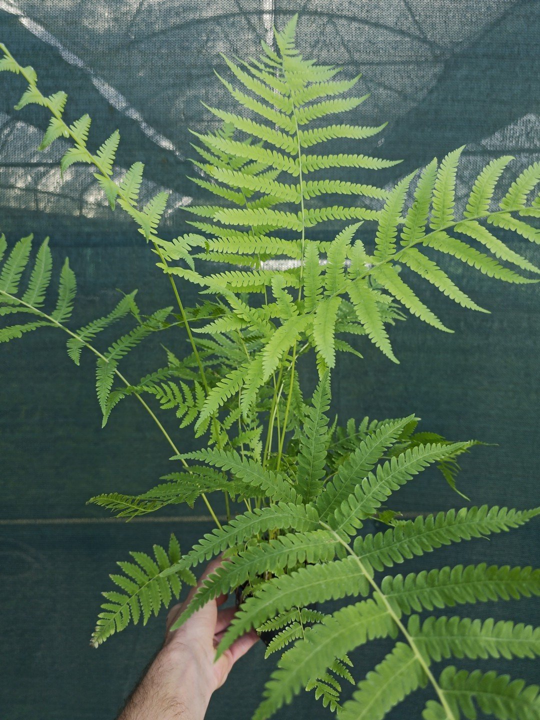 Pelazoneuron kunthii-Godet de 9 cm-001.jpg