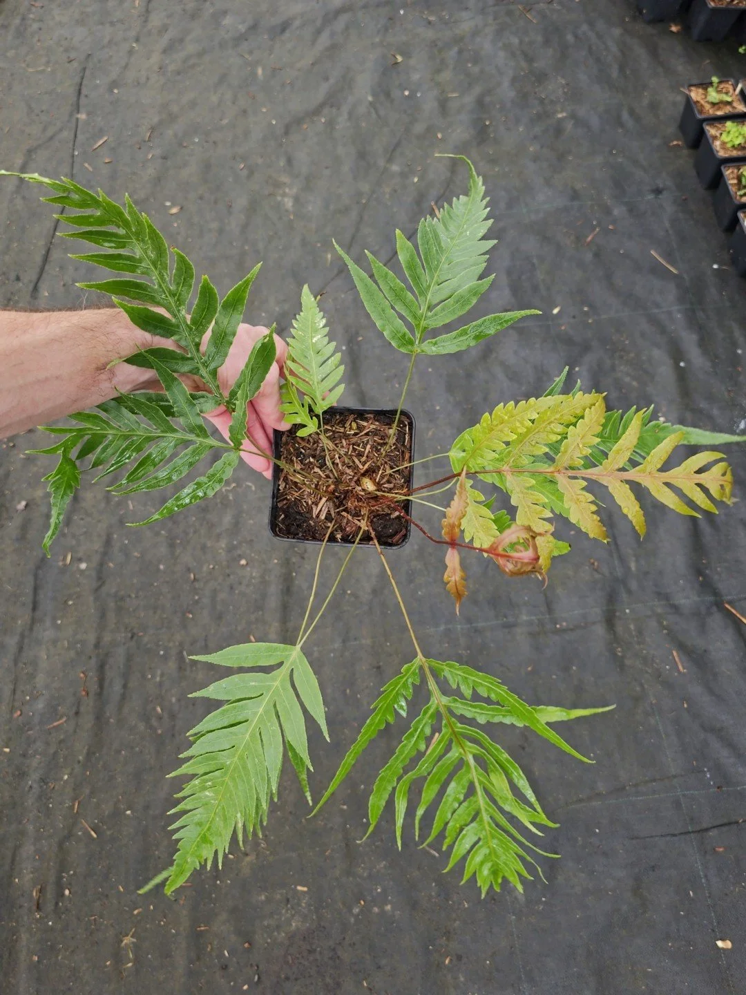 Woodwardia prolifera-Pot de 1 litre-001.jpg