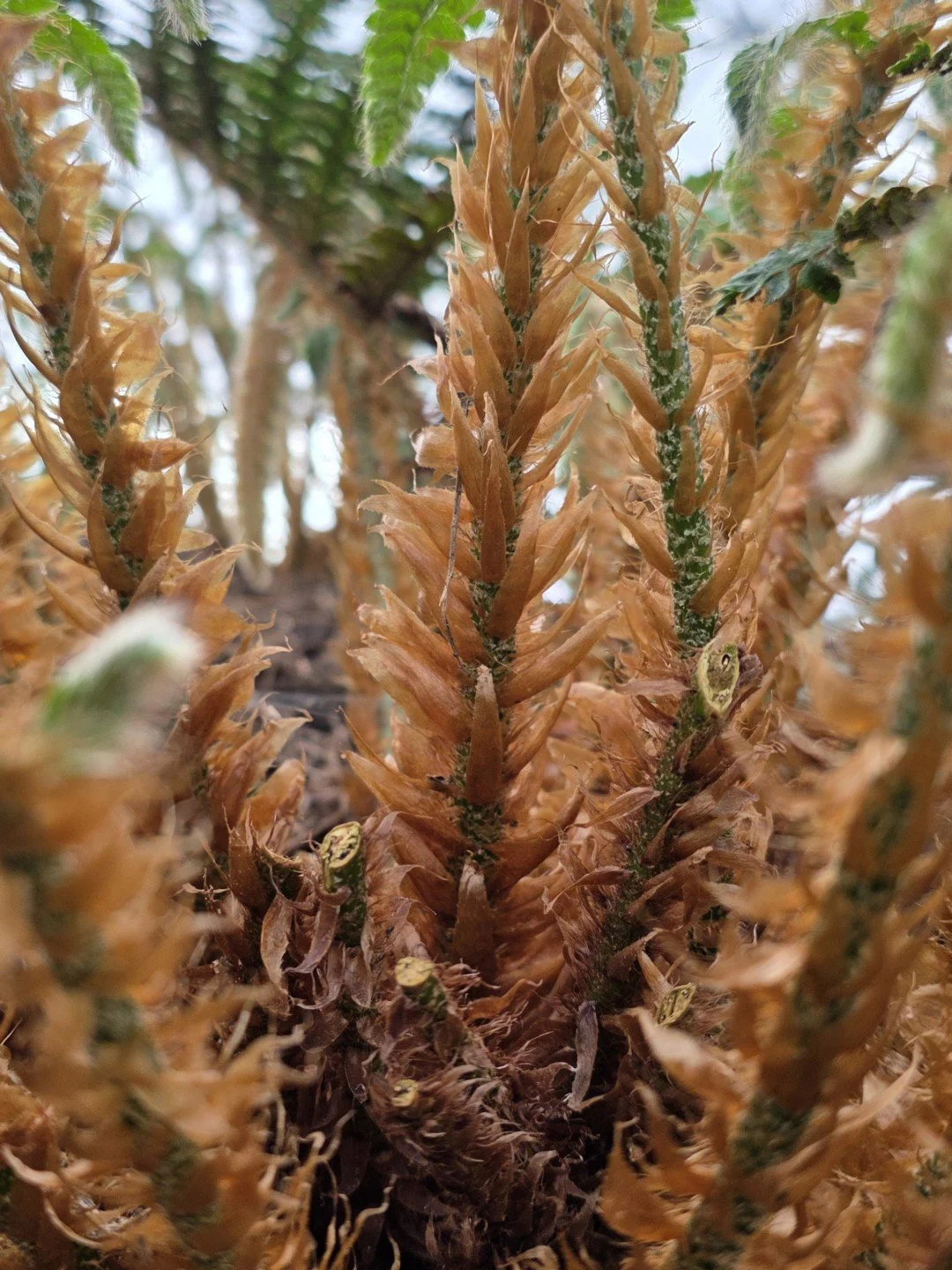 Polystichum polyblepharon-Détail-002.jpg