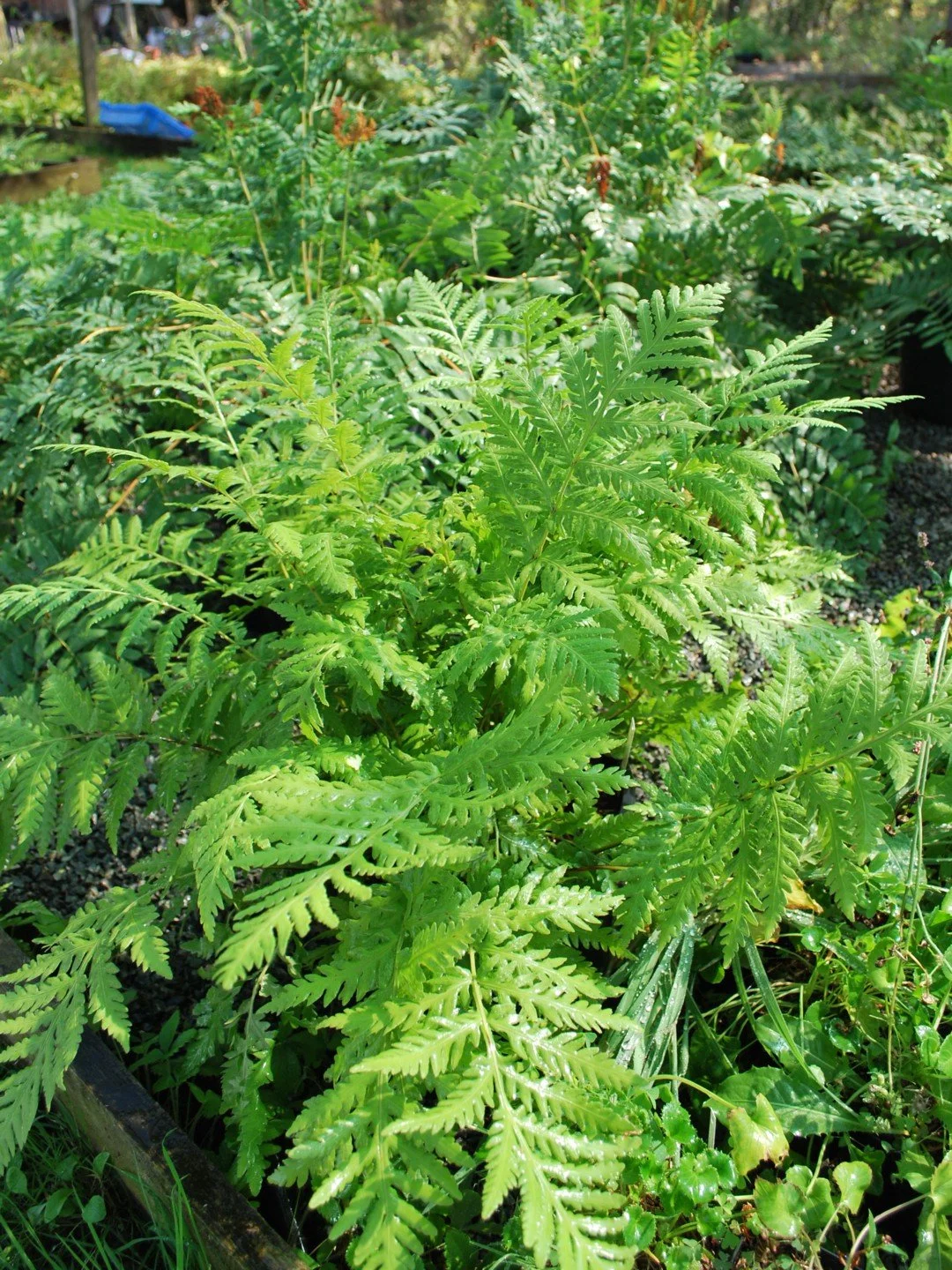 Woodwardia fimbriata