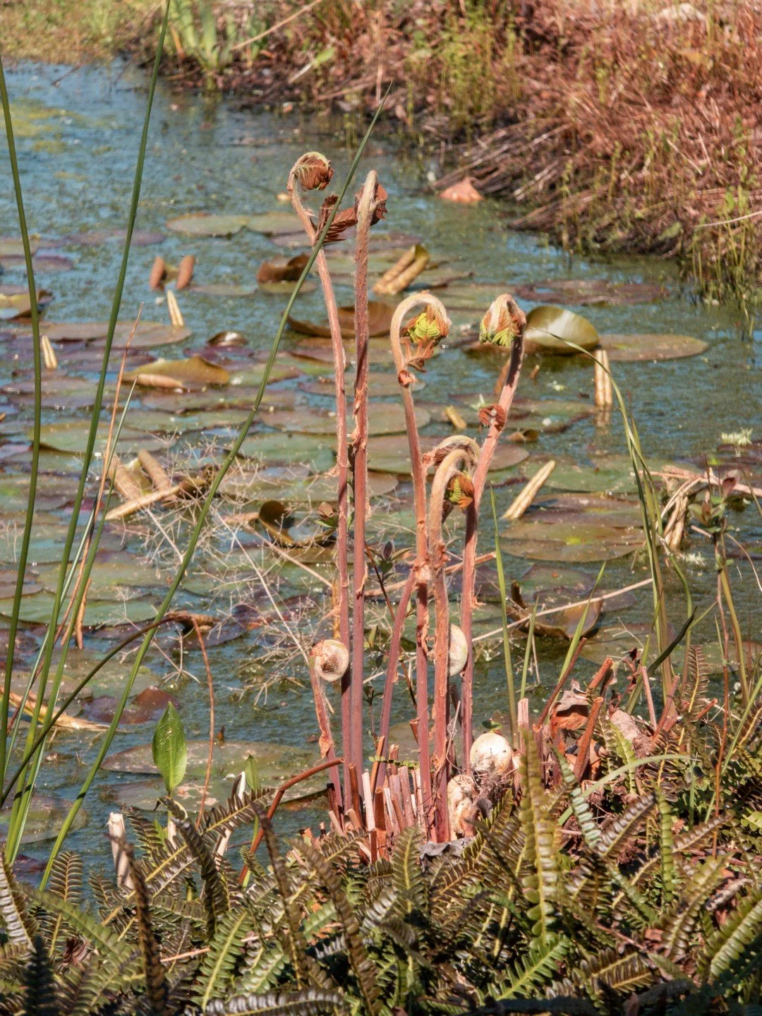 Osmunda regalis 'Purpurascens'