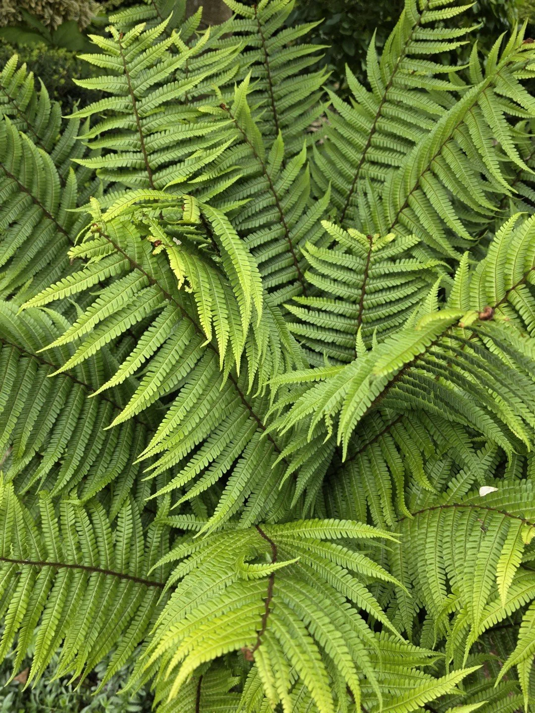 Dryopteris wallichiana-Jardin Intérieur à Ciel Ouvert-002.jpg