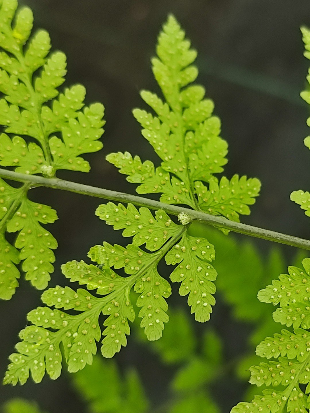 Cystopteris bulbifera-Détail-001.jpg