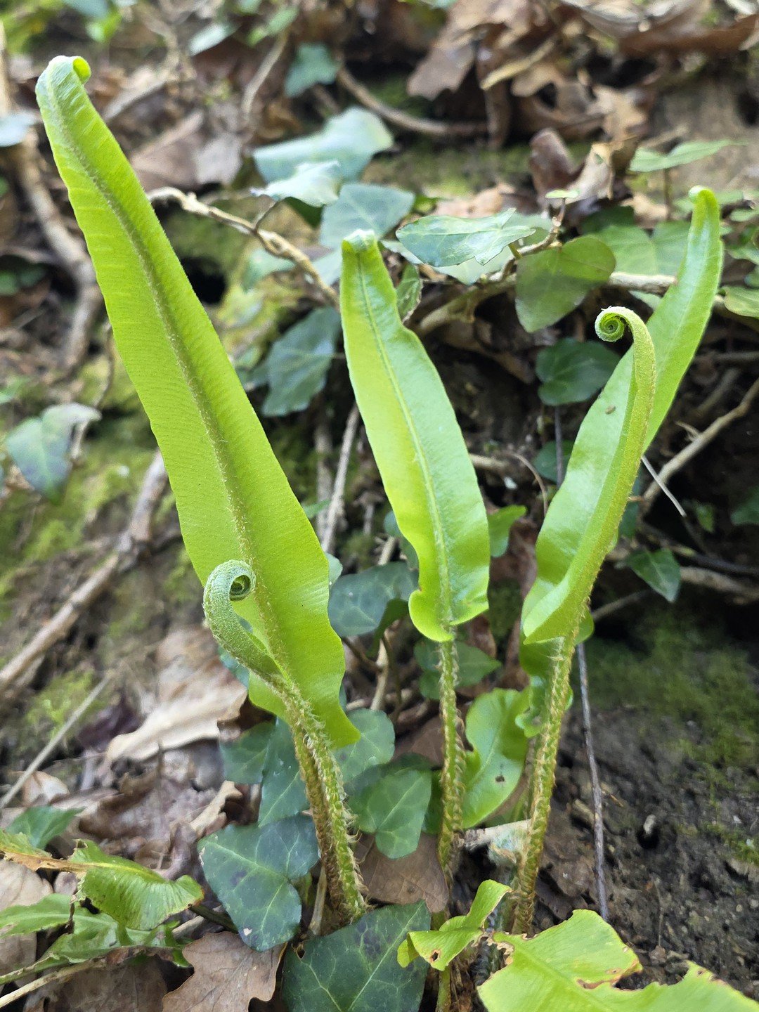 Asplenium scolopendrium-Détail-001.jpg