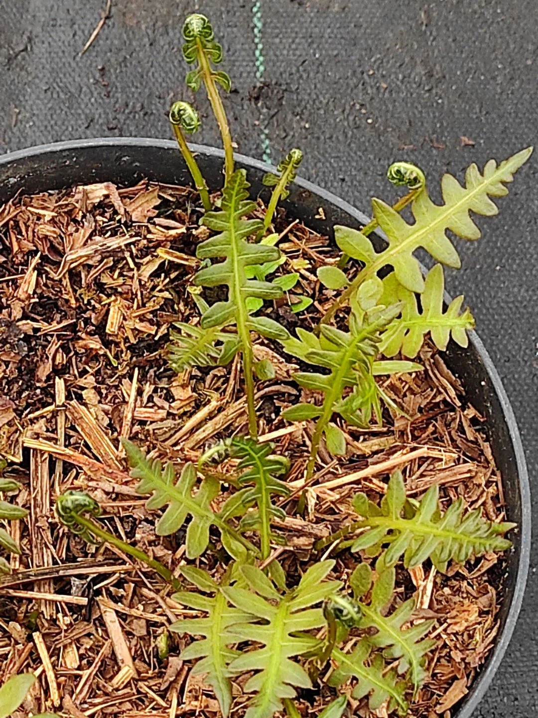 Lorinseria areolata-Détail-001.jpg