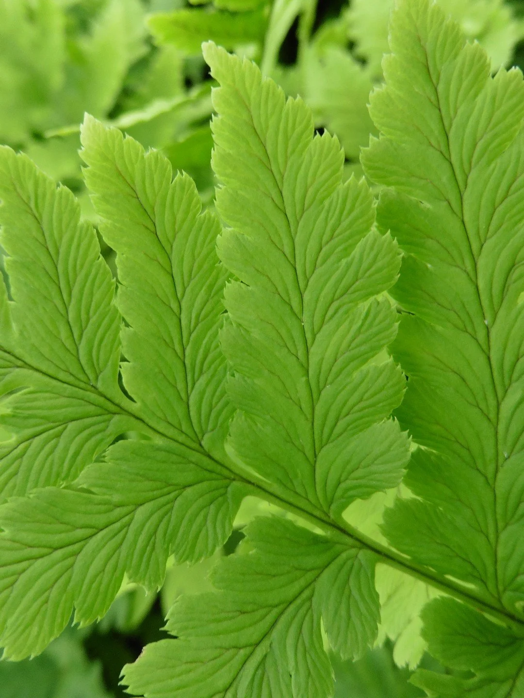 Dryopteris clintoniana-Détail-002.JPG