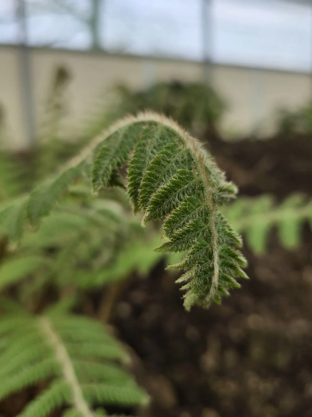 Polystichum retrosopaleaceum-Détail-002.jpg