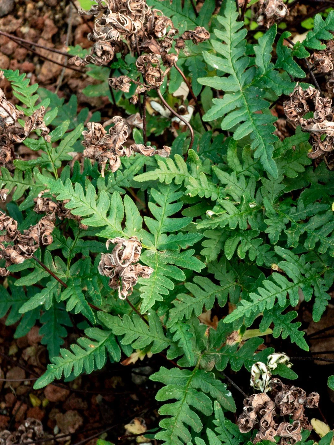 Aleuritopteris argentea-Détail-002.jpg