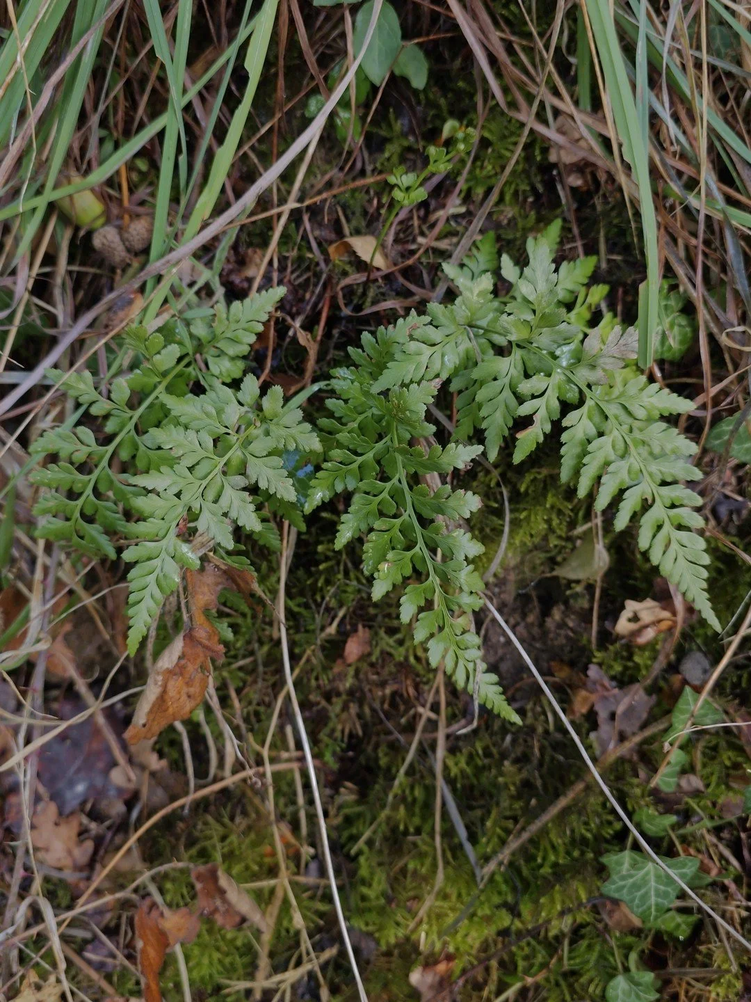Asplenium adiantum-nigrum