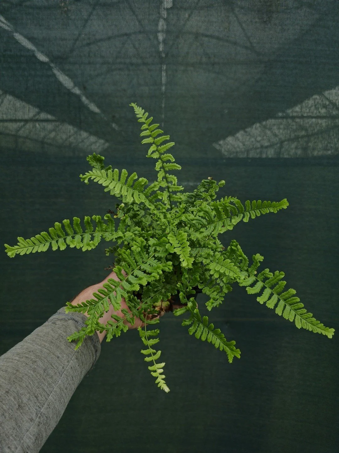 Dryopteris affinis 'Cristata the King'-Godet de 9 cm-001.jpg