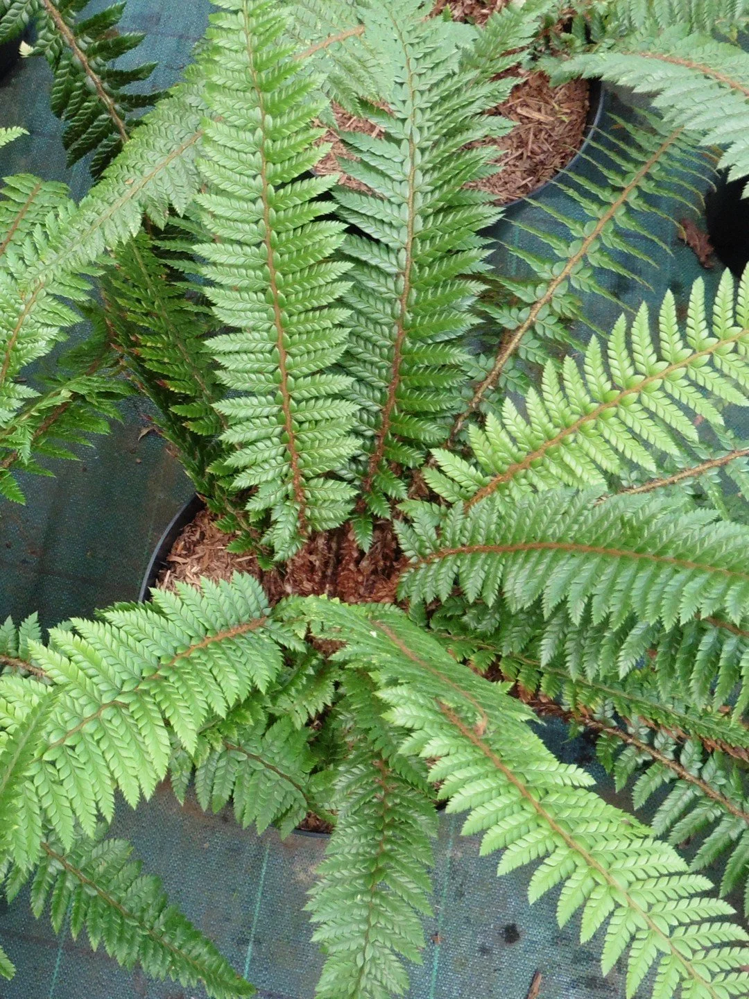 Polystichum neolobatum