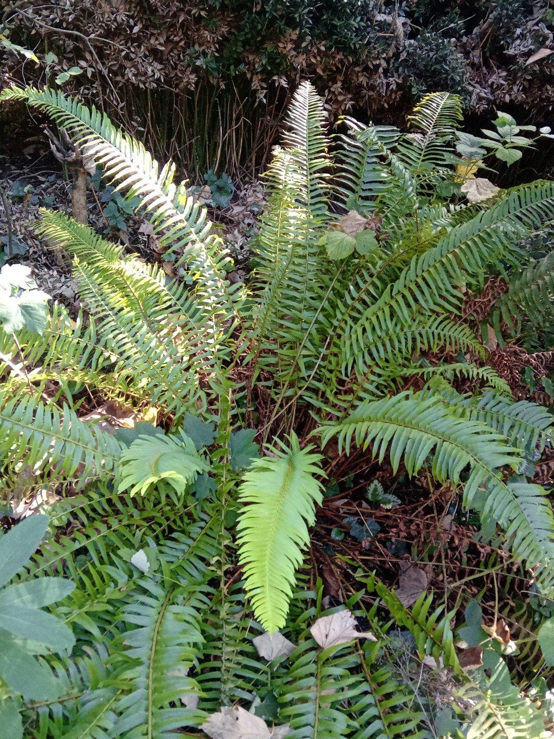 Polystichum munitum