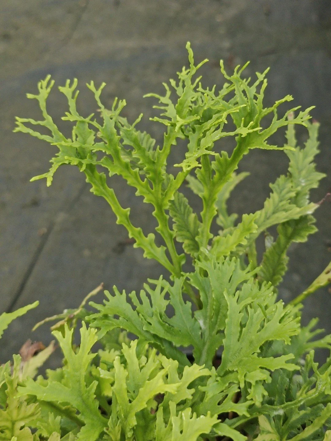Asplenium scolopendrium 'Ramo-marginatum'-Détail-001.jpg