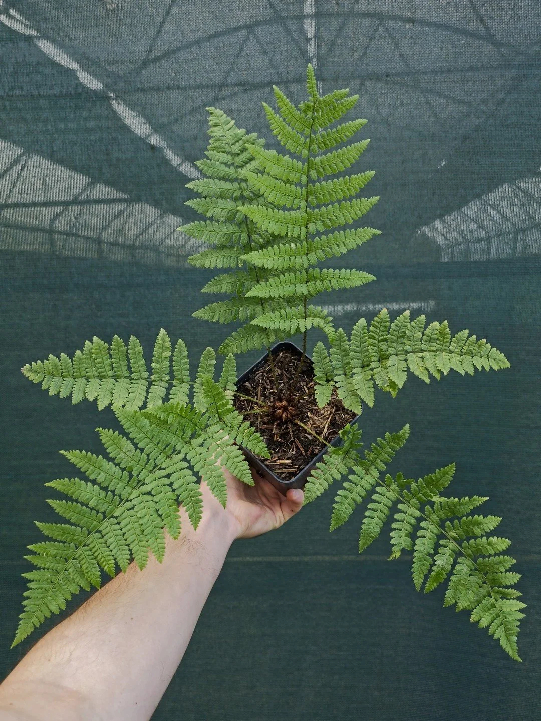Dryopteris remota-Pot de 1 litre-001.jpg