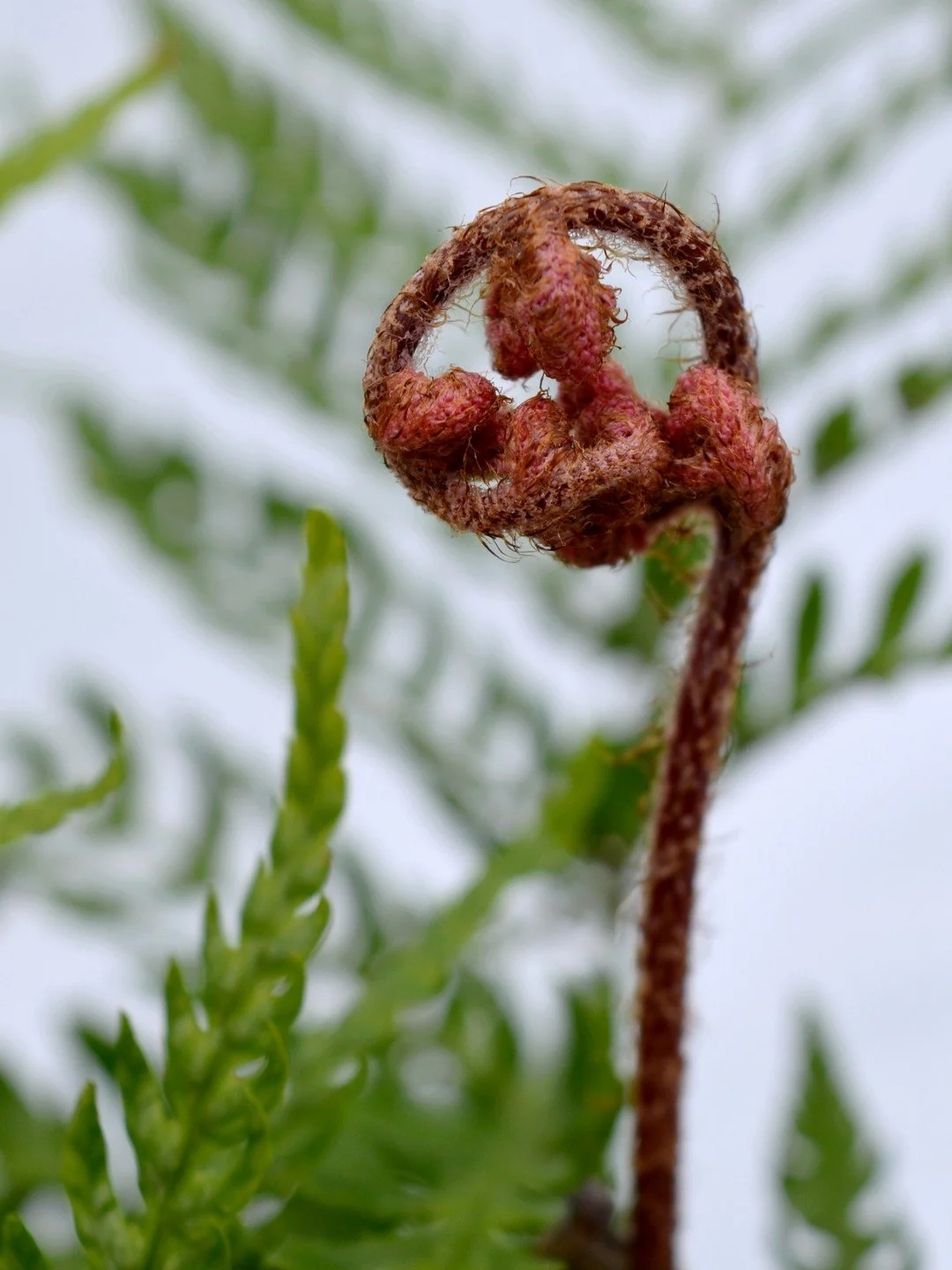 Dryopteris erythrosora 'Gracilis'
